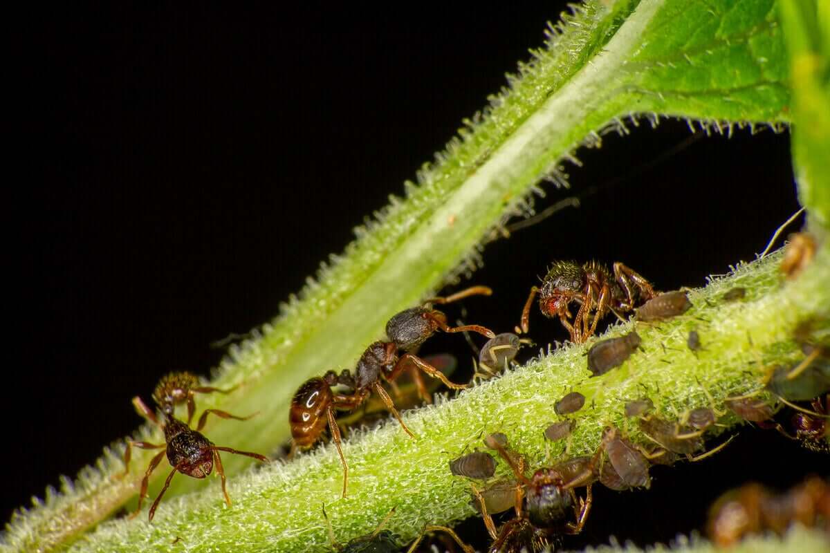 Tetramonium türünden bazı karıncalar.