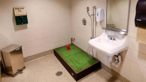 evcil hayvan rahatlama tesisi