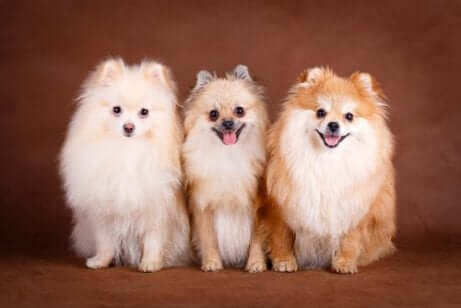 üç küçük köpek