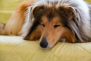 Bir Köpekle Beraber Yaşamak: İlişkinizi Güçlendirme Yolları