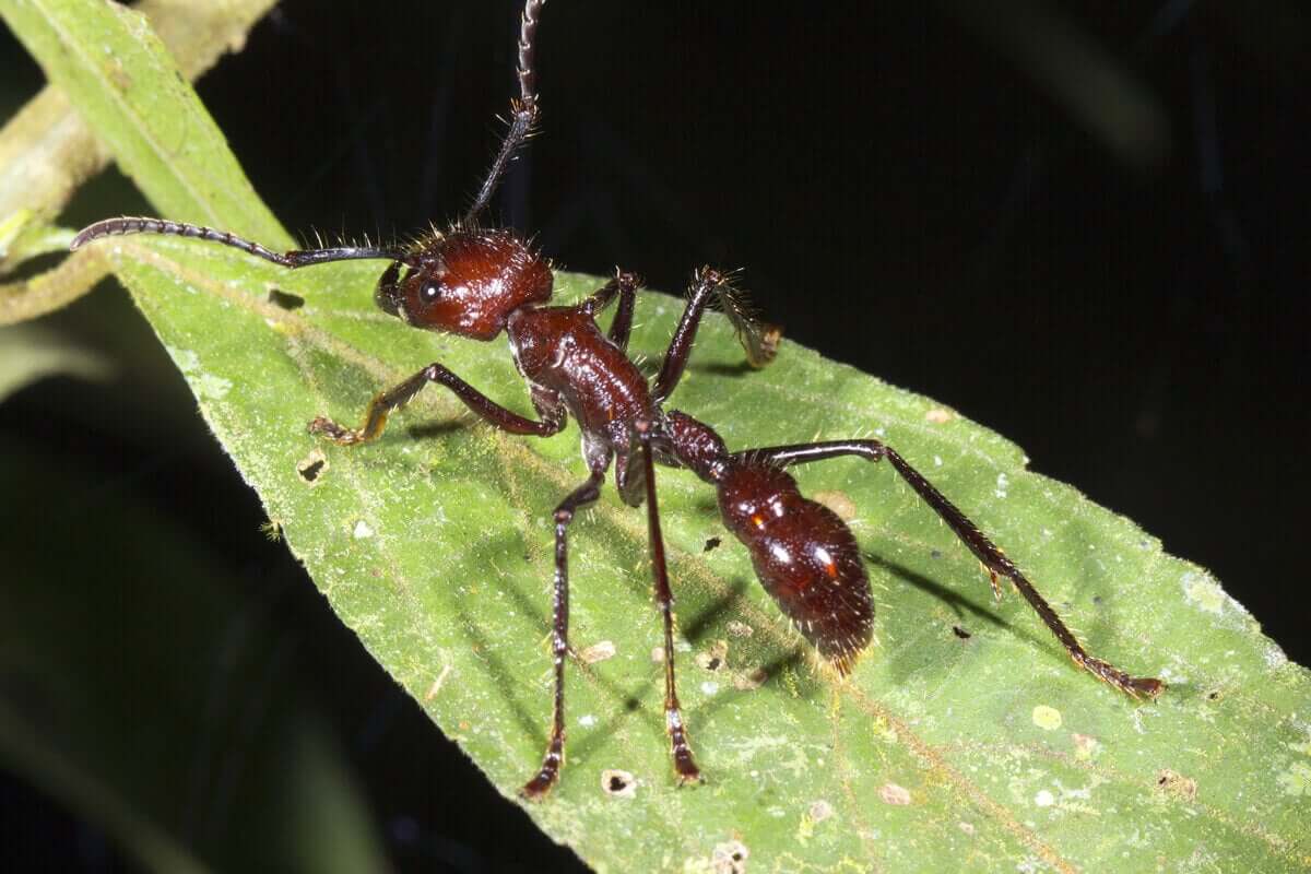 Delikli yaprak üstünde tüylü karınca