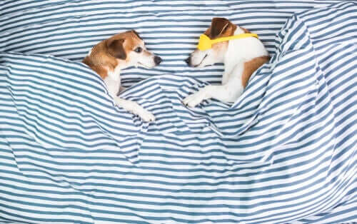 Köpekler Neden Yatakları Tırmalar?