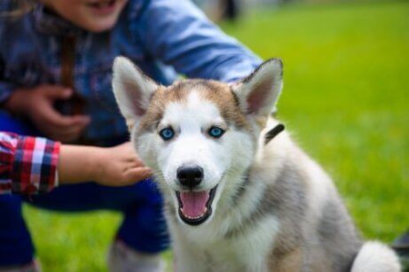 yavru husky