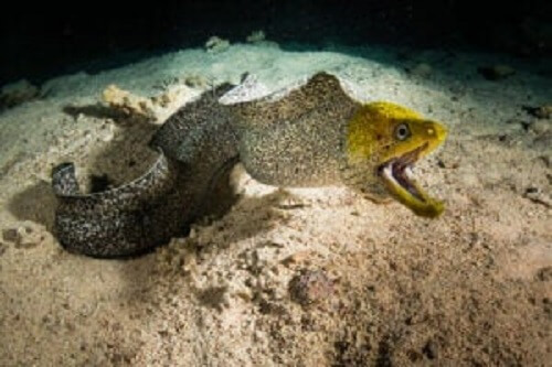 Denizin dibindeki bir yılan balığı.