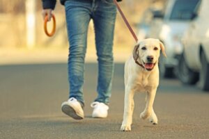 Sahibi ile yürüyen köpek