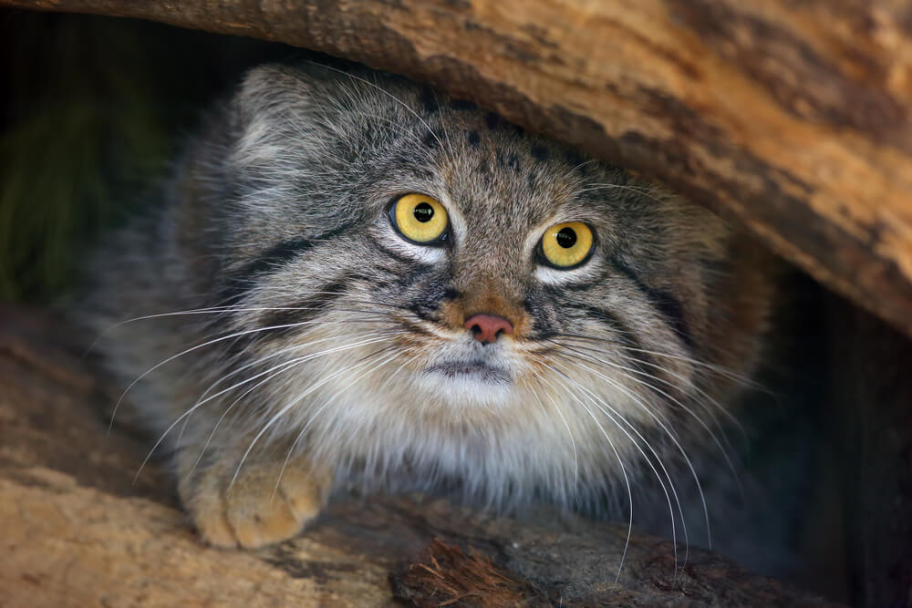 pallas kedisi, vahşi kedi türleri