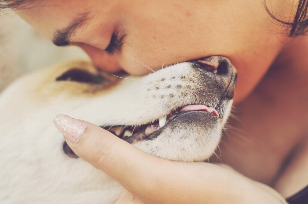 kayıp köpekler, Beyrut patlaması