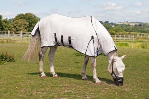 Atlarda arpalama olarak da bilinen Laminitis.