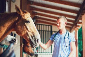 Atlarda Laminitis Durumu Nasıl Ortaya Çıkar?