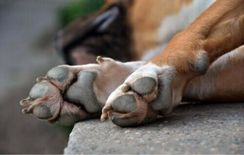 Köpeklerde Lupus neden meydana çıkıyor?