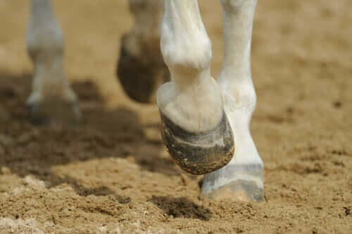 Atların ölümüne kadar sebep olacak bir problem olan arpalama.