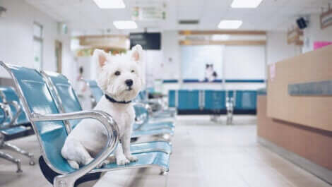 hastanedeki köpek