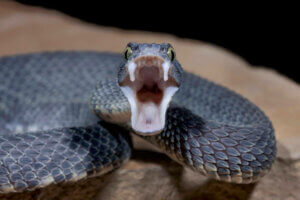 ağzı açık gri yılan