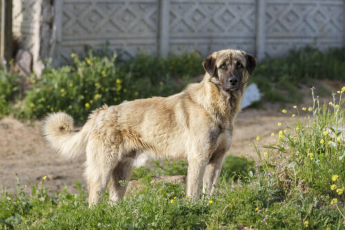 Bir Anadolu çoban köpeği.