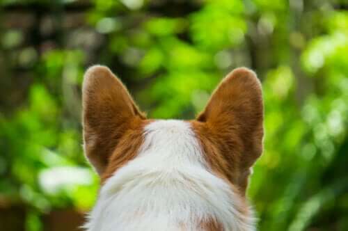 Köpekler için kulak şekli çok önemli.