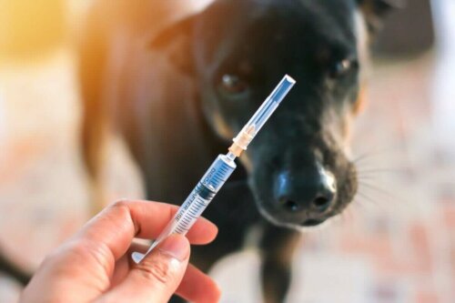 şırıngaya bakan siyah köpek