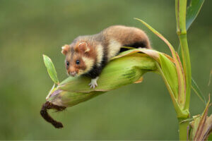 Bir hamster