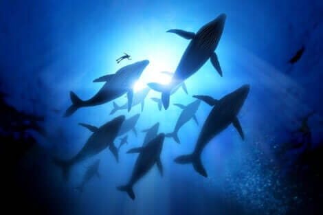yüzen balina sürüsü ve göç eden hayvanlar