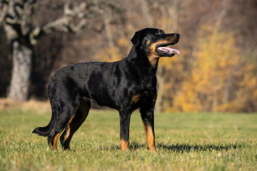 Bir Beauceron.