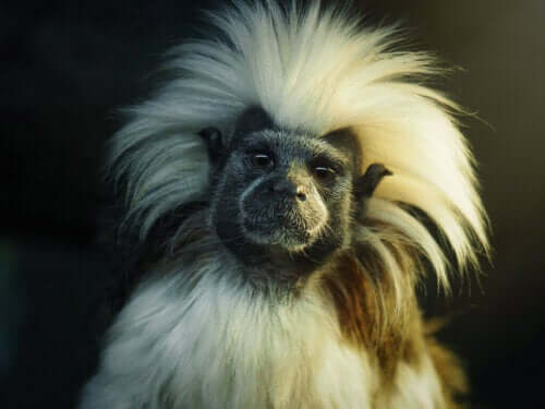Beyaz Başlı Marmoset ve Alışkanlıkları