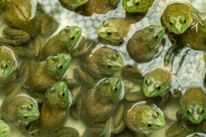 Bir boğa kurbağası havuzu