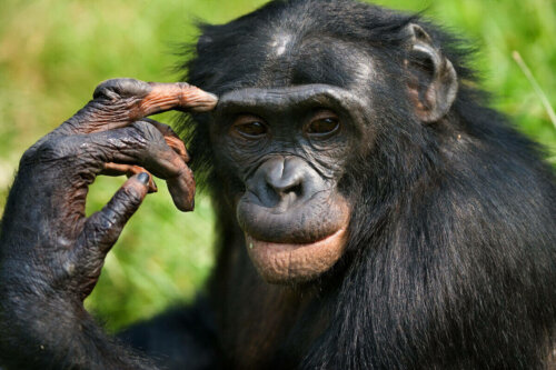 Düşünceli görünen bir bonobo.