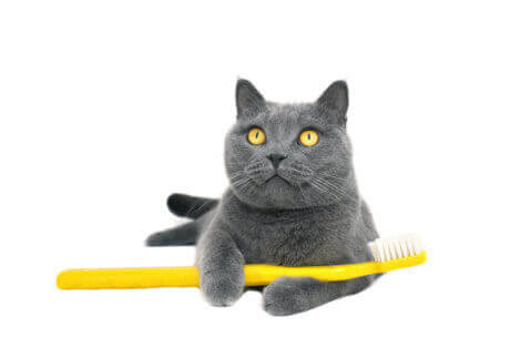 british short hair ve diş fırçası