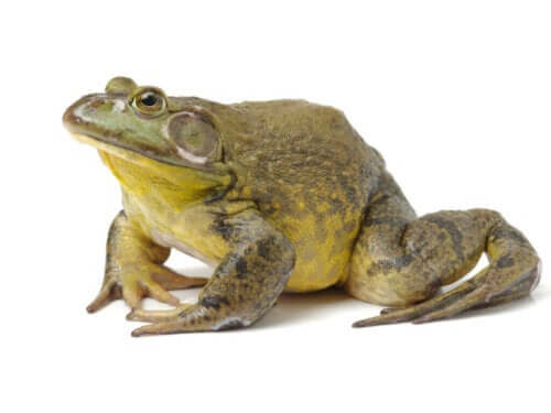 Boğa Kurbağası: Neden Evcil Hayvan Olmaya Uygun Değil?