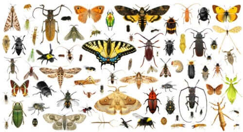 Çeşit çeşit böceklerin bulunduğu bir fotoğraf.