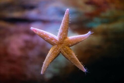 Cama yapışmış bir deniz yıldızı.