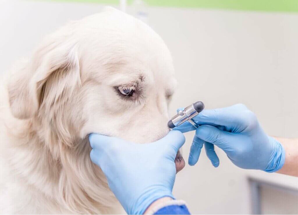 köpeklerde bağışıklık sistemi bozuklukları tedavisi, aşı