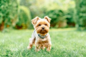 Küçük Köpek Cinslerinde Dört Yaygın Sağlık Problemi