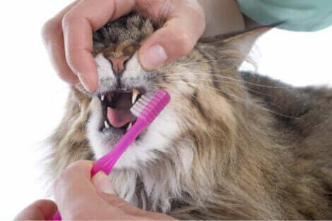 kedi diş bakımı