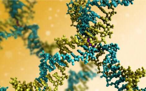 hayvan jenerasyonu dna şeması