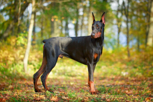 Bir Doberman Pinscher.
