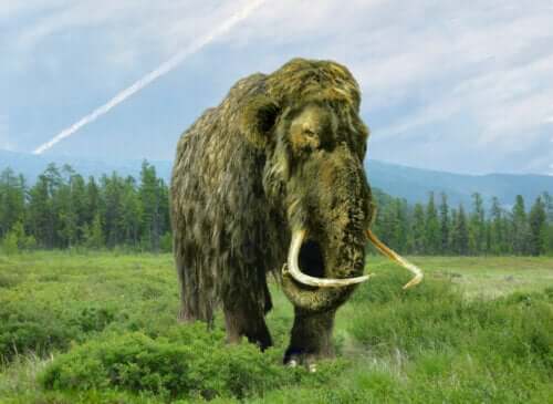 doğal yaşam alanında dolaşan bir mamut