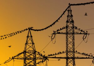 elektrik direkleri ve telleri üzerinde kuşlar