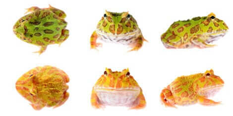 farklı renklerde kurbağa türleri ve Pacman kurbağası