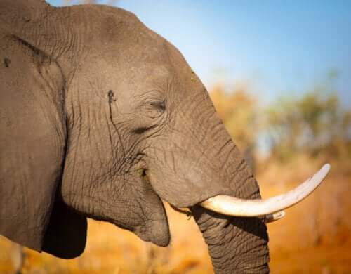 Fillerin Korunması: Yasa Dışı Avlanma İle Mücadele