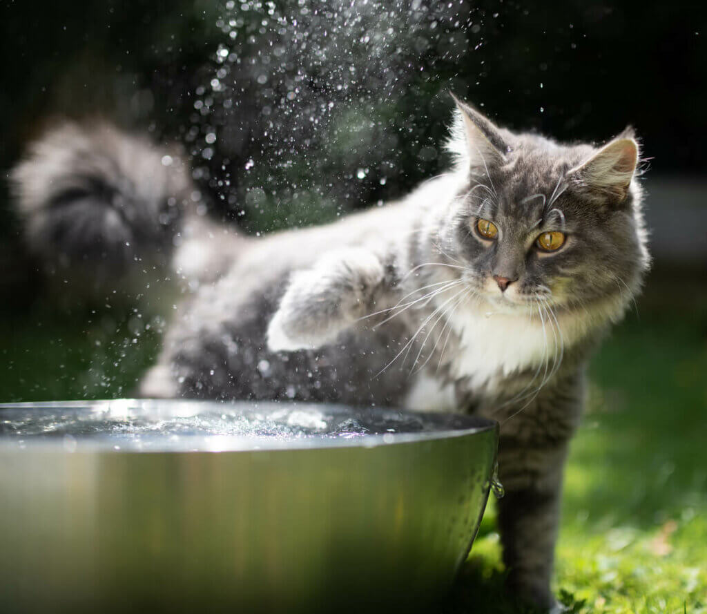 kedilerin tüyleri, su geçirmez tüyler