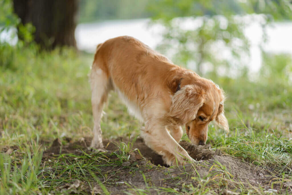 Köpekler Neden Yiyeceklerini Gömüyor?