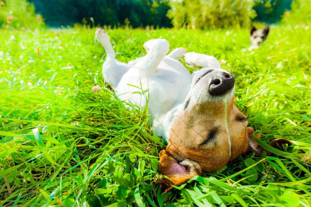 güneşlenen köpek ve evcil hayvanlar için güneşin faydaları
