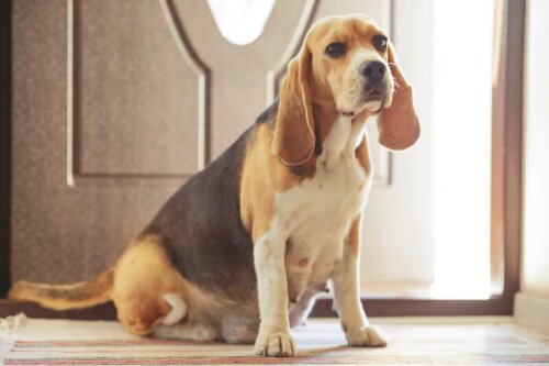 Hamile bir beagle.