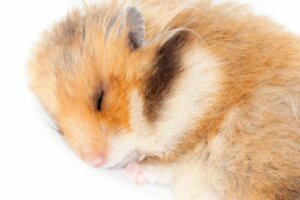 Hamsterlar Kış Uykusuna Yatarlar Mı?