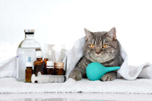 Hasta bir kedi