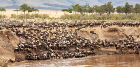 büyük hayvan sürüsü ve göç eden canlılar