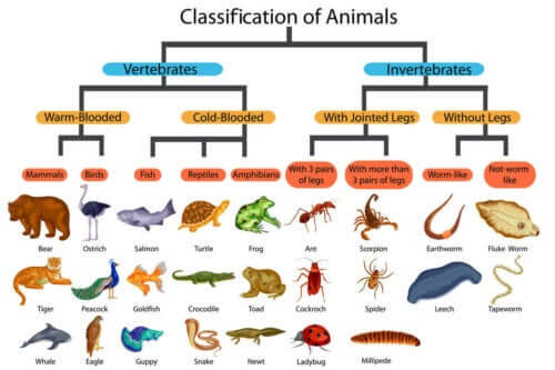 Hayvan türlerini sınıflandıran bir tablo.