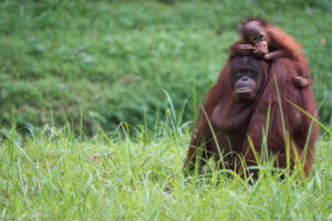 Hayvan Jenerasyonu Nedir?