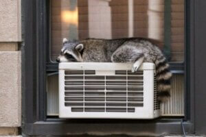 Hayvanlarda Termoregülasyon - Isıyı Nasıl Ayarlıyorlar?