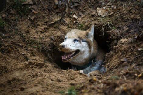 toprak kazan husky